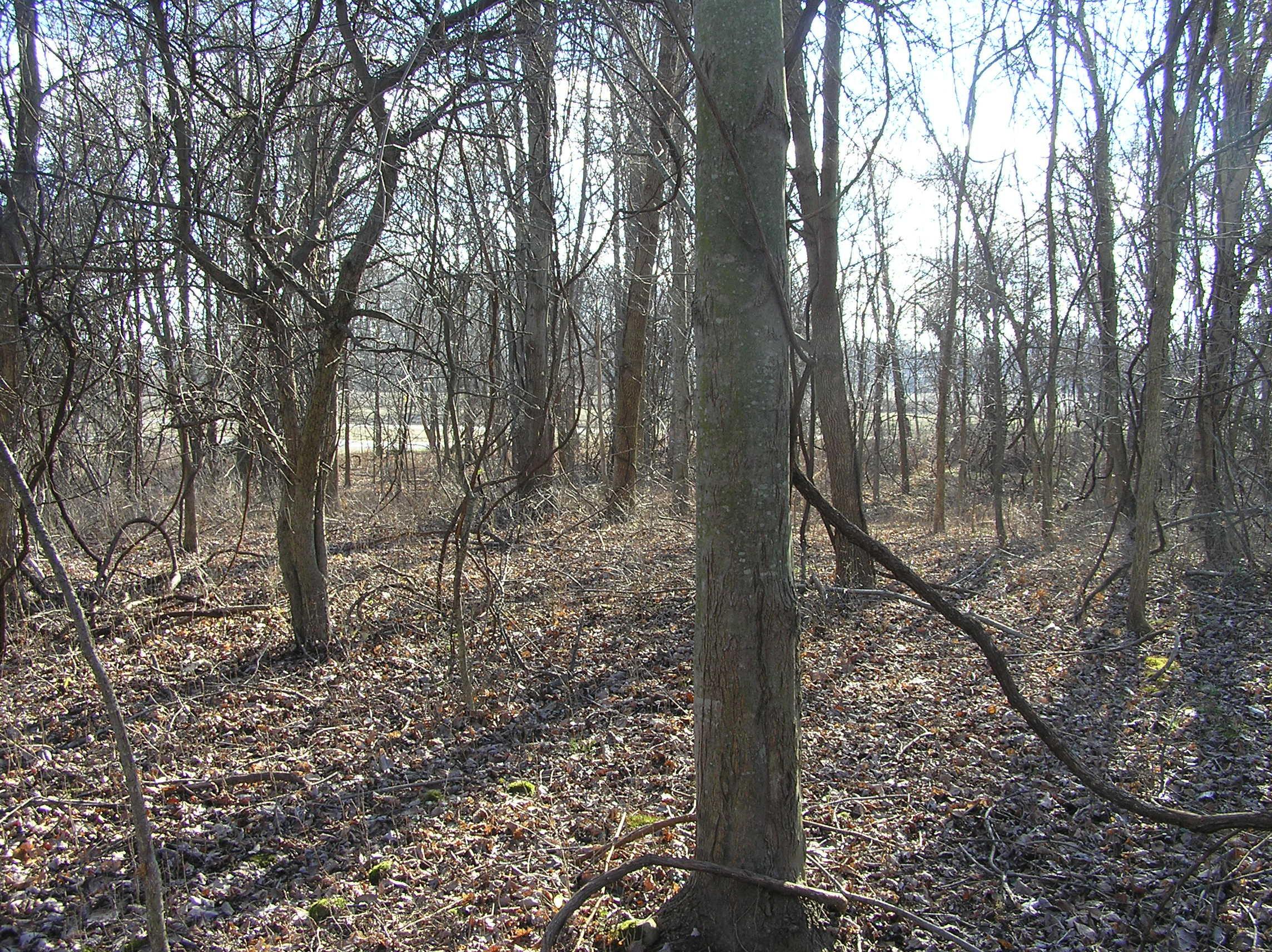 0 Watkins Road Southwest Pataskala, OH 43062 - Photo 4 of 12