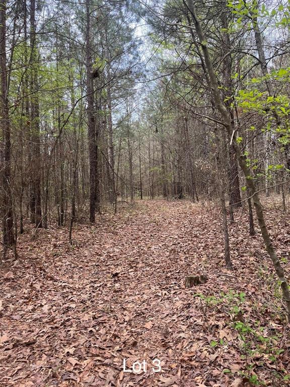 Wooded land featuring mature deciduous and evergreen trees, a natural ground covering of fallen leaves, and a discernible path