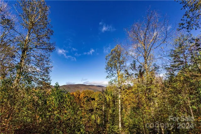 a view of a yard with large trees