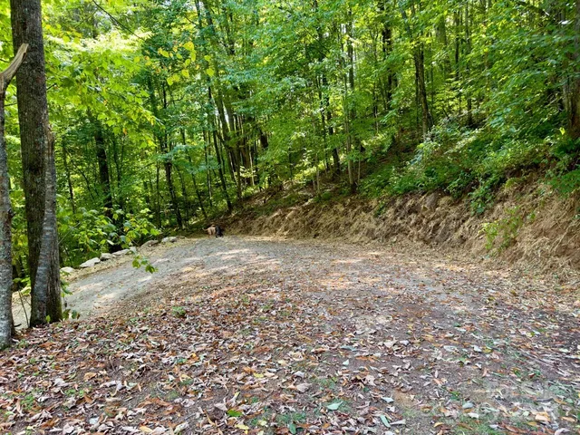 a view of a yard with plants and large trees