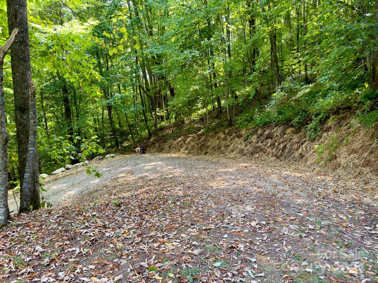 0 Big Spring Trail, Unit 65 Cherokee, NC 28719 - Photo 3 of 20 a view of a yard with plants and large trees