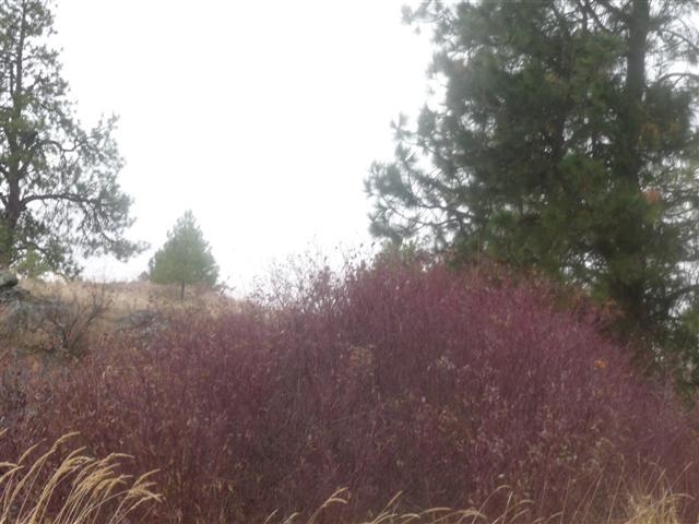 0 South Harrison Road Edwall, WA 99008 - Photo 2 of 7