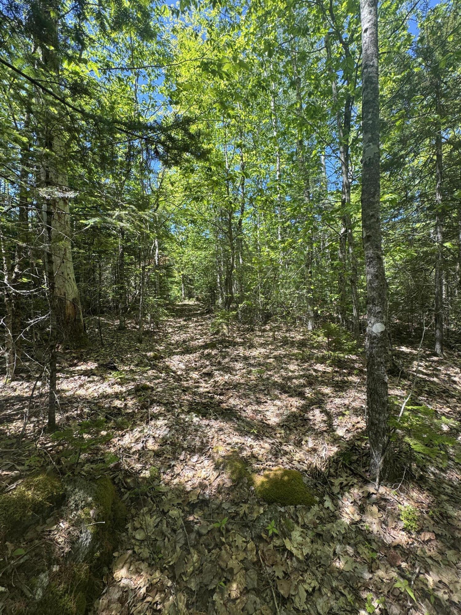 Lot# Bucksmills Road Bucksport, ME 04416 - Photo 15 of 15 IMG_3902
