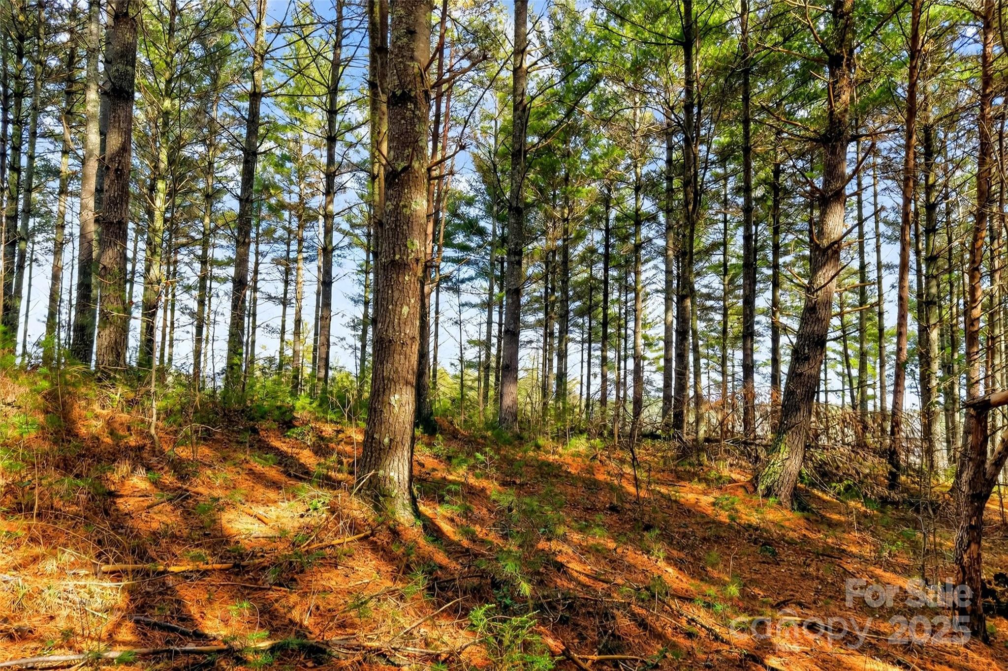 365 Peninsula Reserve Road, Unit 25 Nebo, NC 28761 - Photo 45 of 47 a view of outdoor space with trees