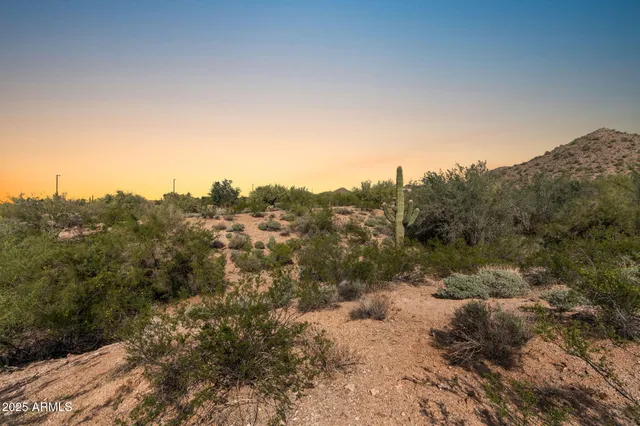 a view of a forest with a tree in the background