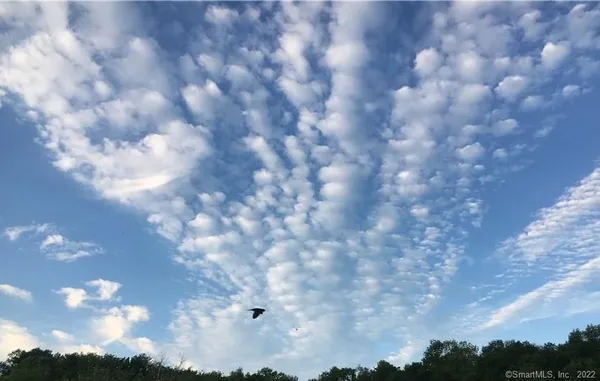 a view of flowers in bunch