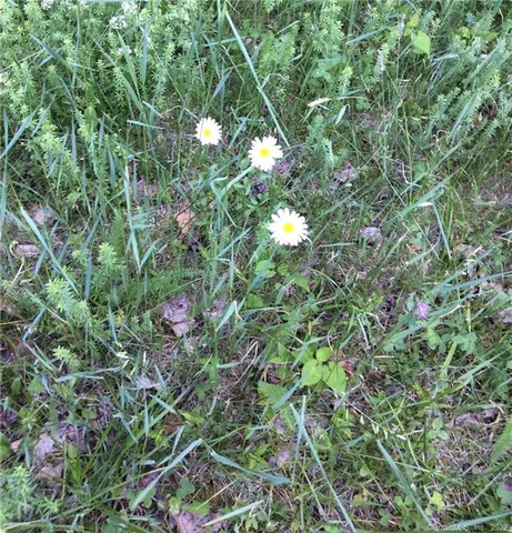 a view of lush green forest
