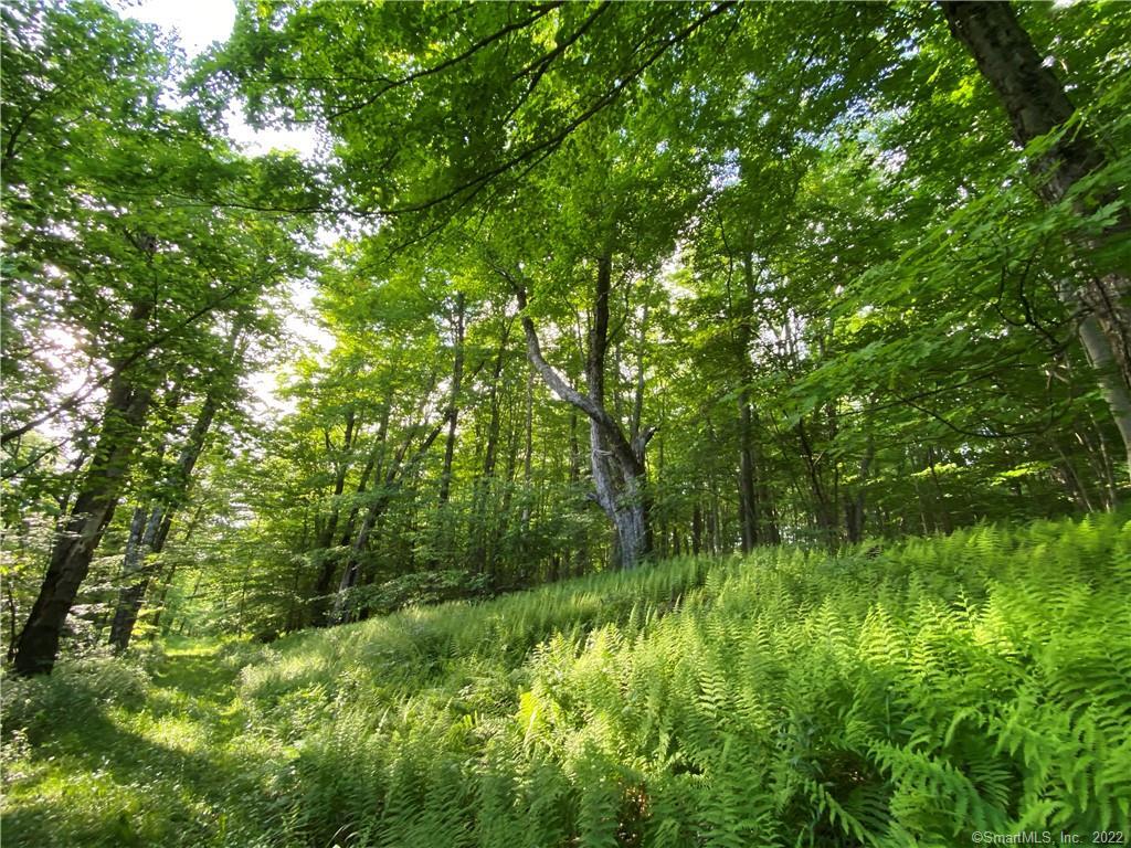 0 Greenwoods Road East Norfolk, CT 06058 - Photo 6 of 15 a view of lush green forest