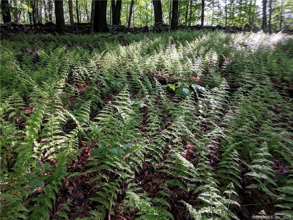 0 Greenwoods Road East Norfolk, CT 06058 - Photo 7 of 15 a view of a yard