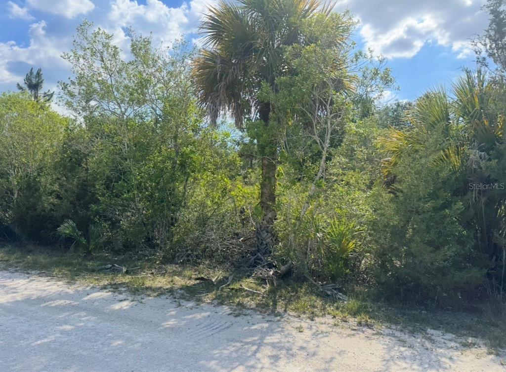 18455 Quiet Road Weeki Wachee, FL 34614 - Photo 5 of 9 a view of a yard with a tree