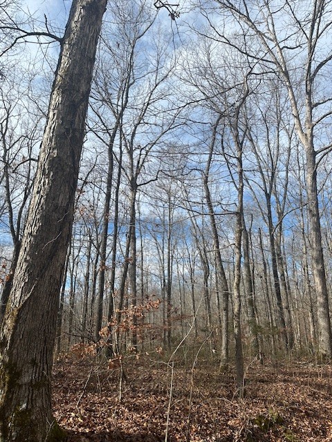 0 Ben Fly Road Lyles, TN 37098 - Photo 3 of 9 a backyard of a house with lots of green space