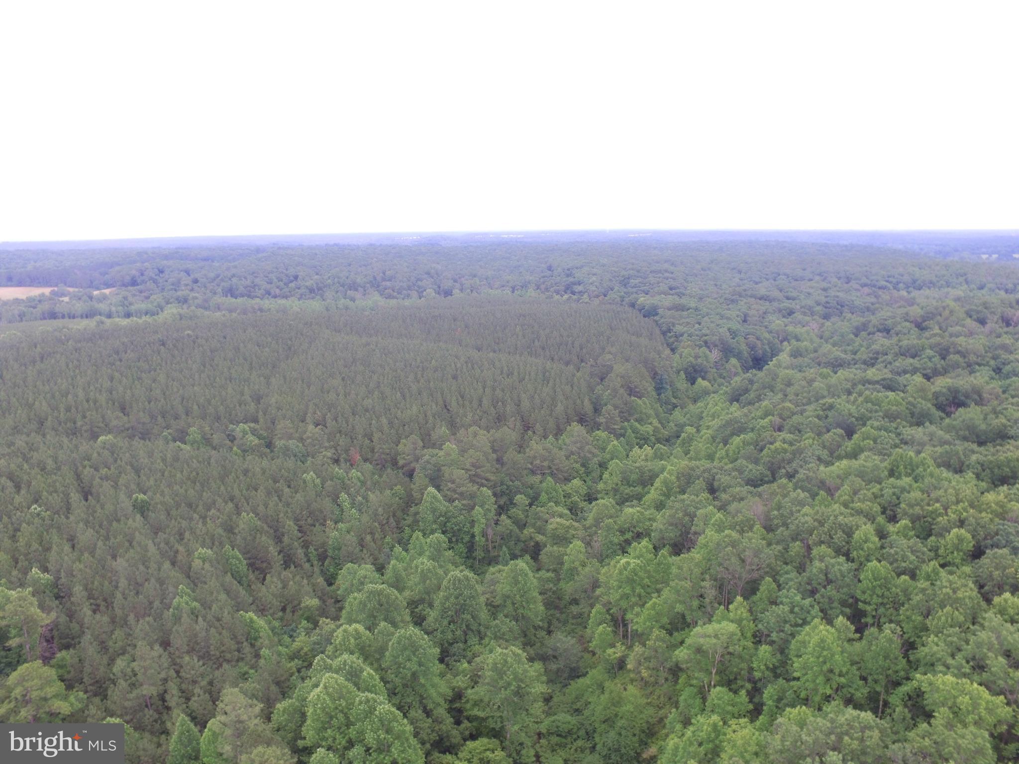 0 Jacobs Ford Road Lignum, VA 22726 - Photo 3 of 4 Beautiful wooded area