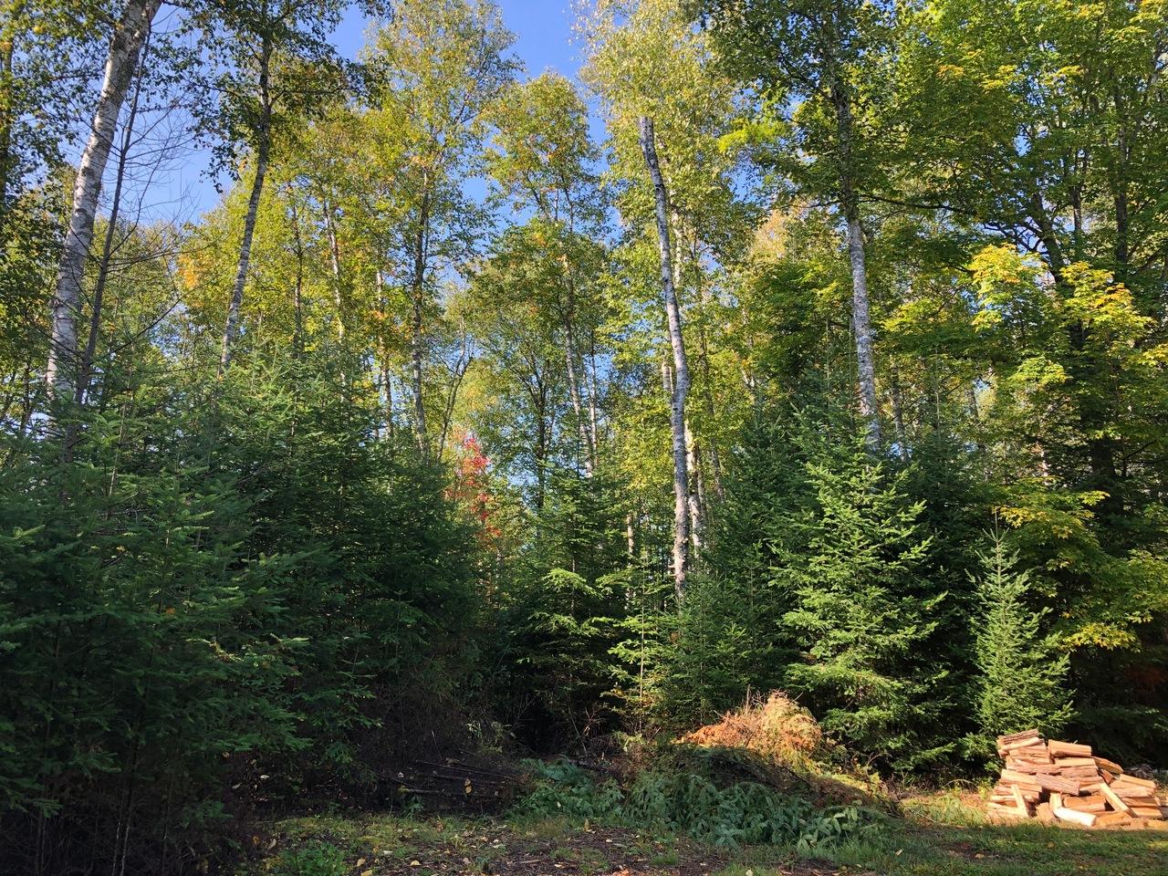 7421 Tall Timbers Road Presque Isle, WI 54557 - Photo 11 of 35 Gallery Image 11