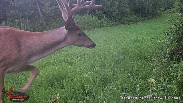 6720 Welch Road Curran, MI 48728 - Photo 153 of 155 Trail Cam 1