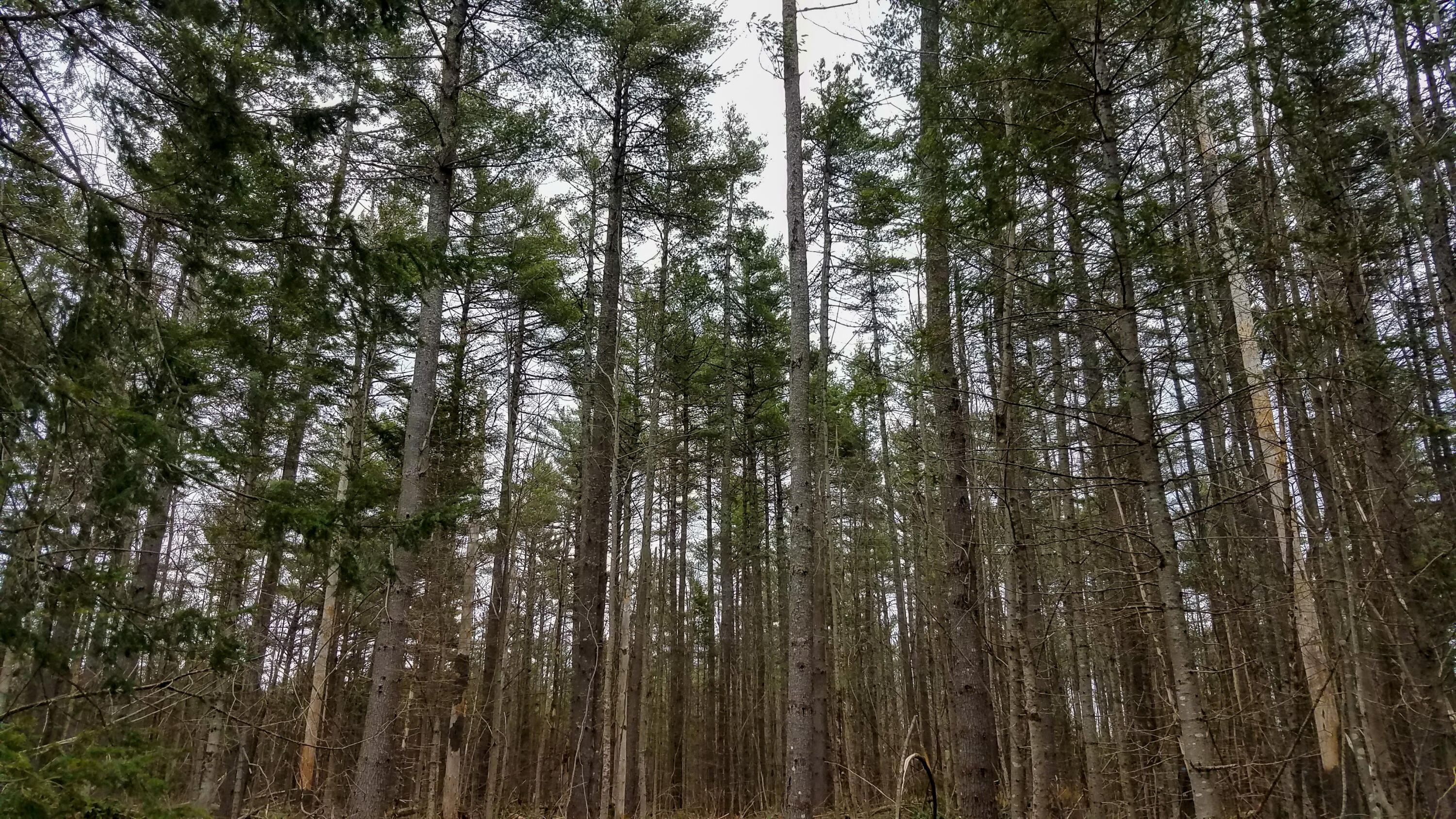 Lot 28 Charleston Road Dexter, ME 04930 - Photo 18 of 18 Lot 28 (10 of 15)