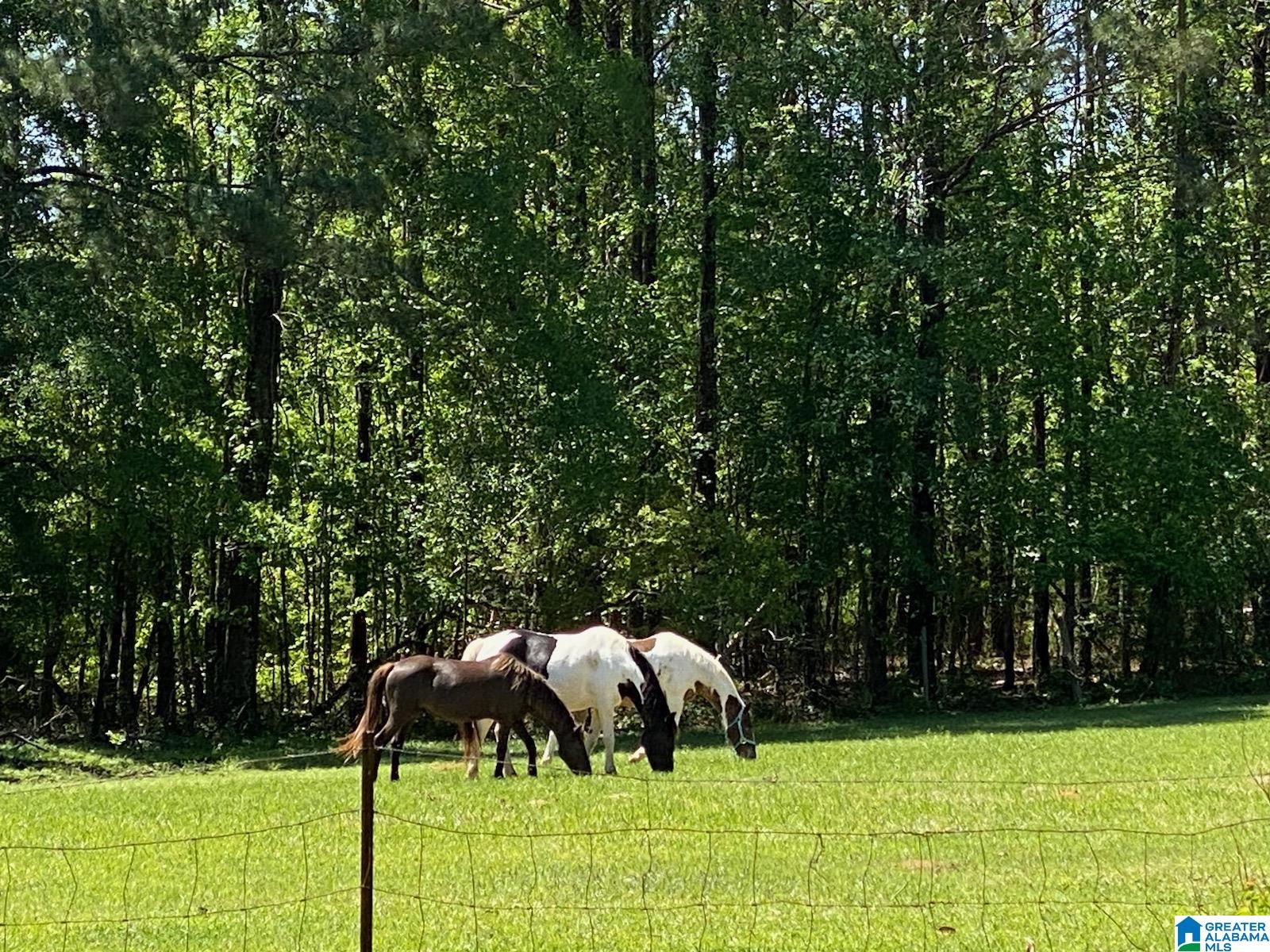 4432 County Road 11 Repton, AL 36475 - Photo 14 of 15