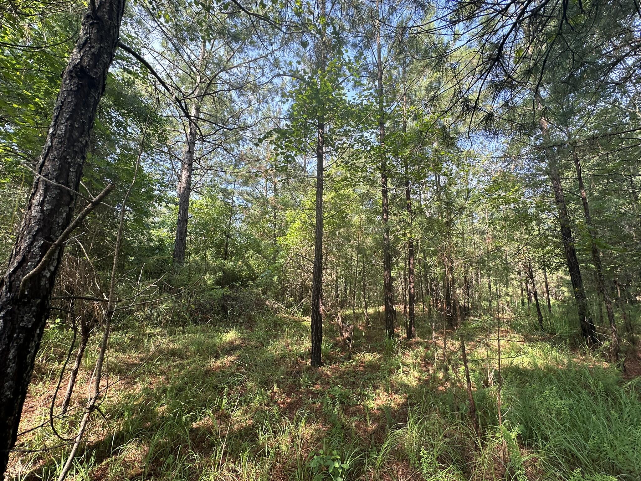 1108 Sunset Cove Tignall, GA 30668 - Photo 7 of 38 IMG_8300