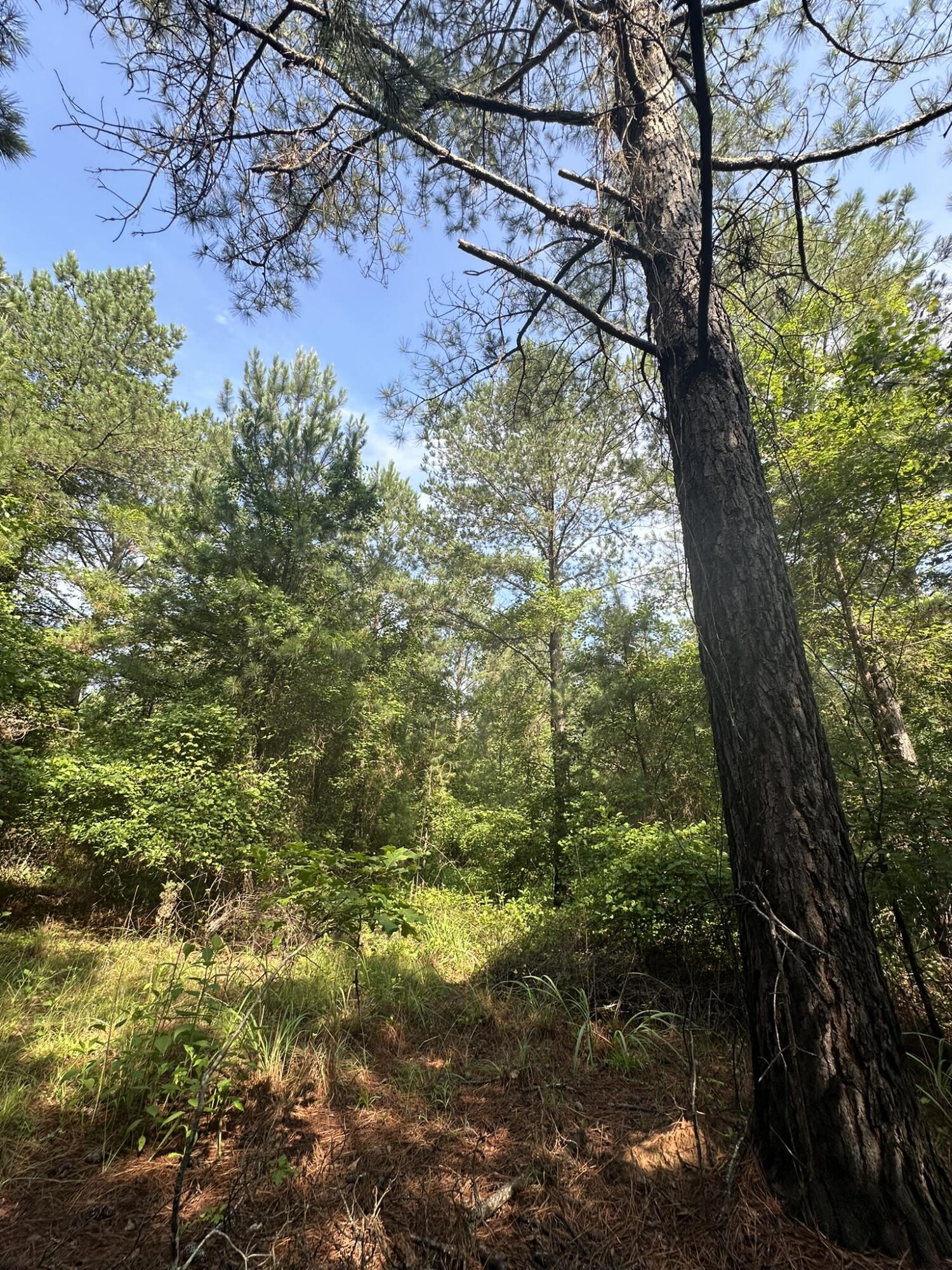 1108 Sunset Cove Tignall, GA 30668 - Photo 9 of 38 IMG_8302