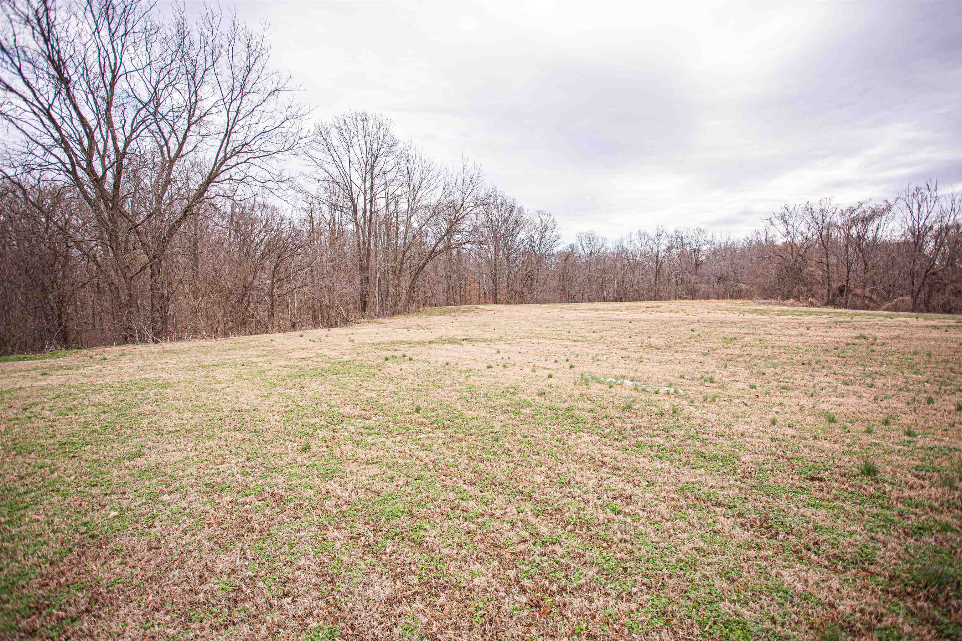 370 Dr Lewis Road Ripley, TN 38063 - Photo 25 of 25 a view of yard with trees