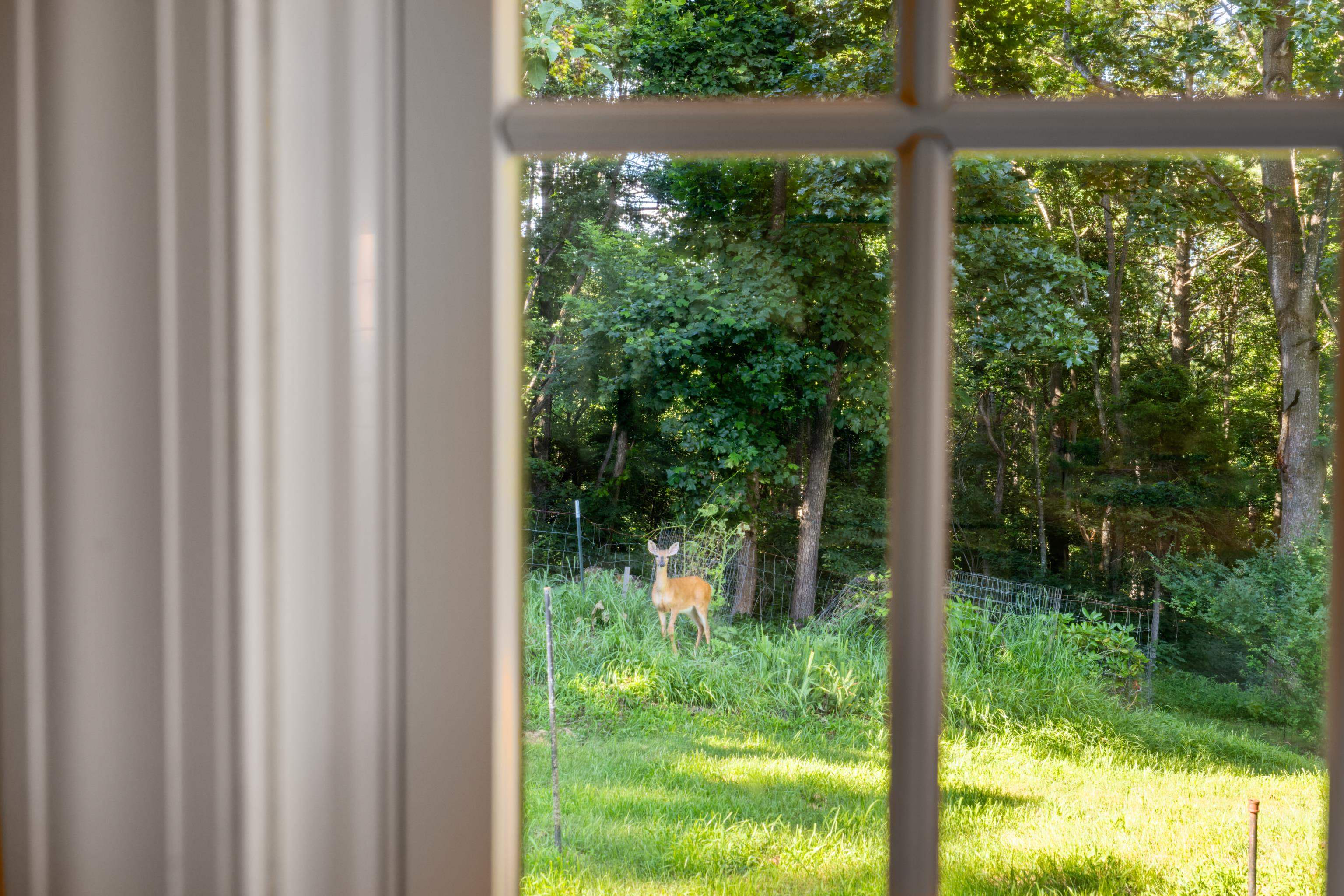 296 Otts Ml Road Raphine, VA 24472 - Photo 18 of 75 a view of backyard from a window