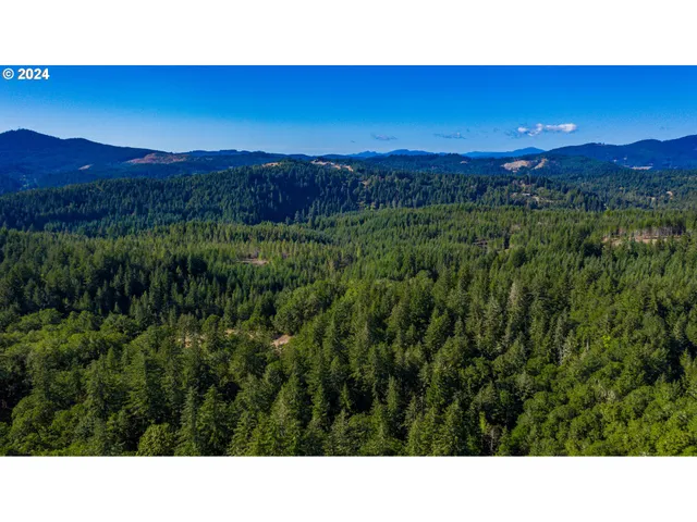 a view of a yard with plants and a tree