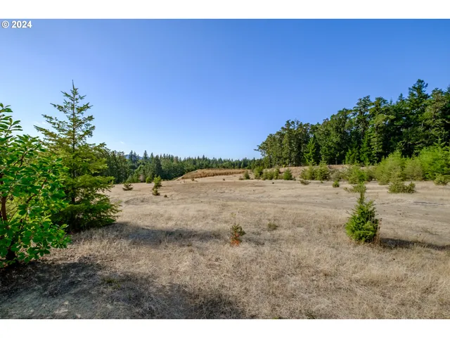 a view of a dirt pathway both side of yard