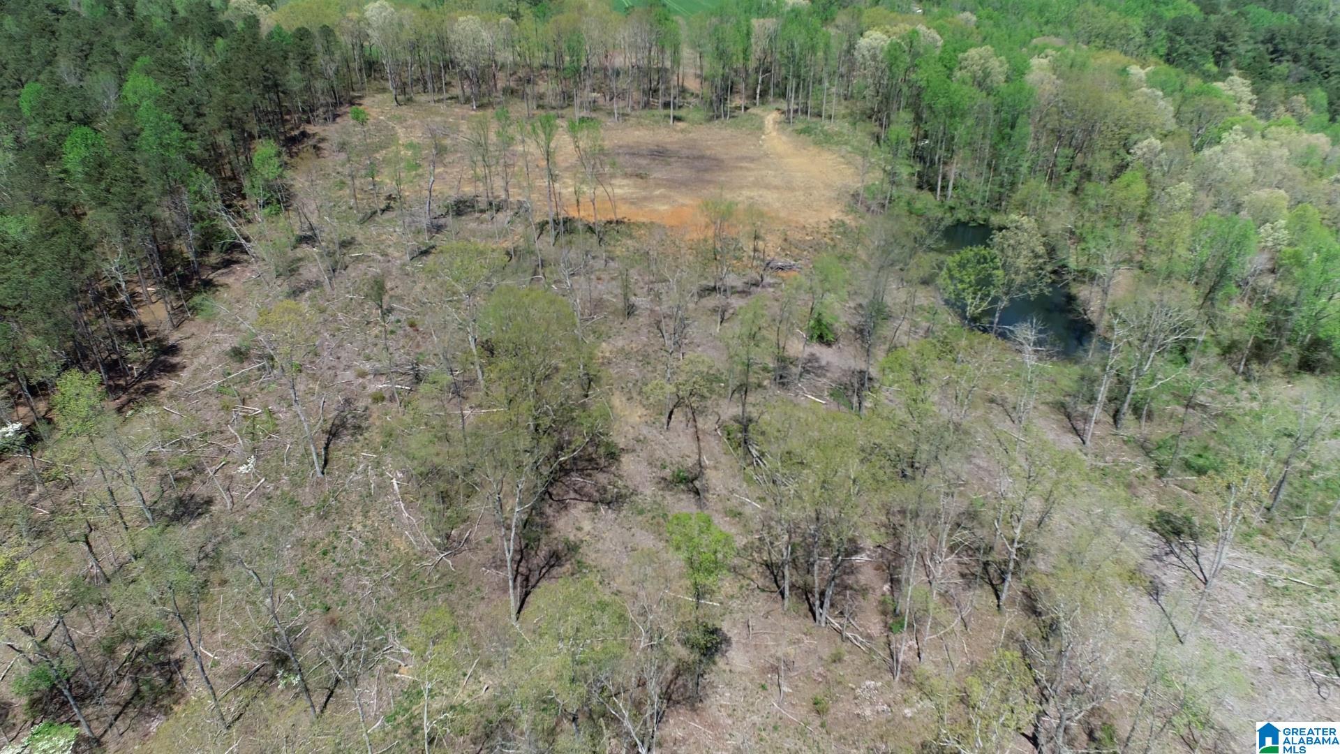0 Loop Road, Unit 14 34 ACRES Steele, AL 35987 - Photo 4 of 5 Gallery Image 4