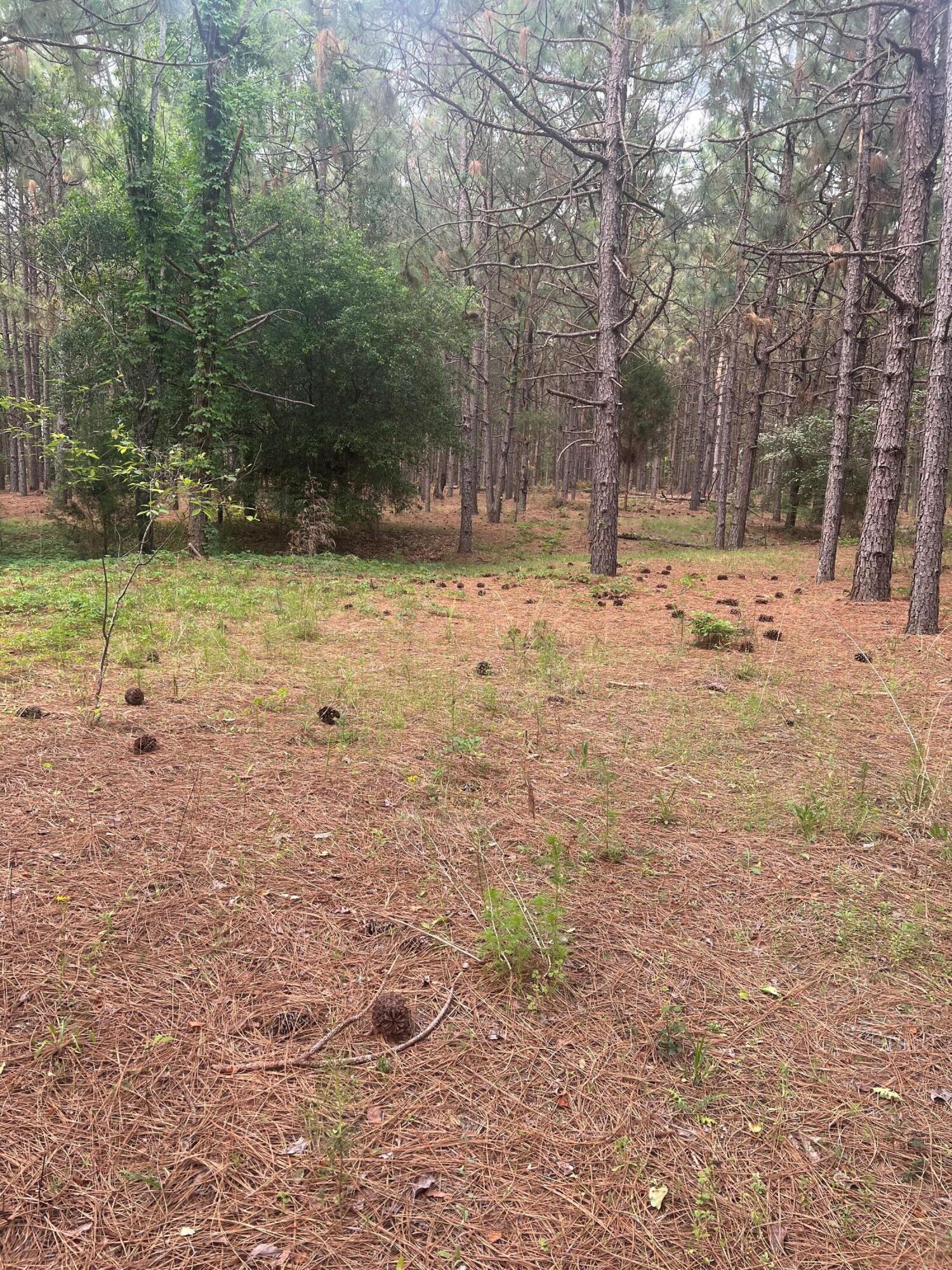 0 Wagener Road, Unit 7 Wagener, SC 29164 - Photo 7 of 9