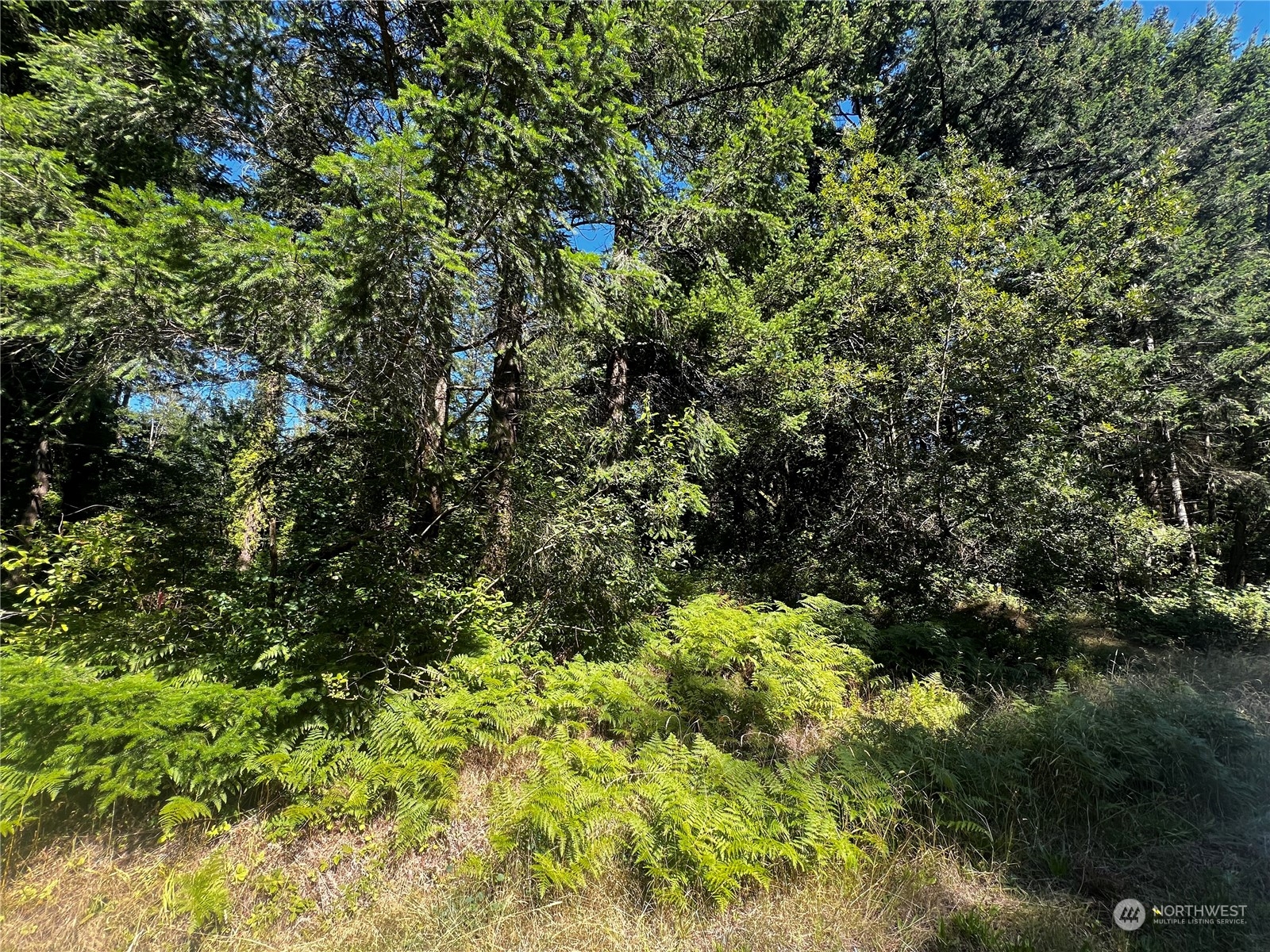 0 Dogwood Way Point Roberts, WA 98281 - Photo 3 of 5