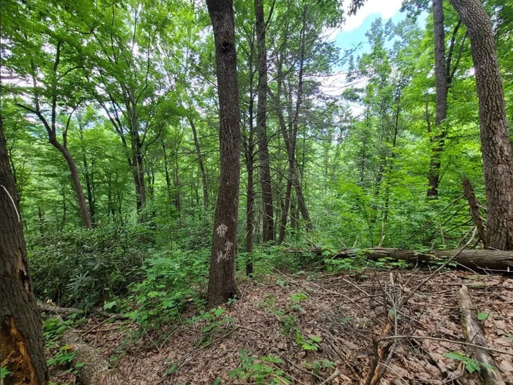 28 Sonshine Ridge Road Cosby, TN 37722 - Photo 3 of 21 Gallery Image 3