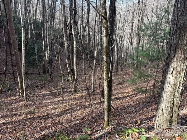 a view of a forest with large trees