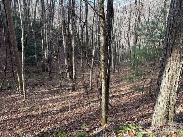 a view of a forest with large trees