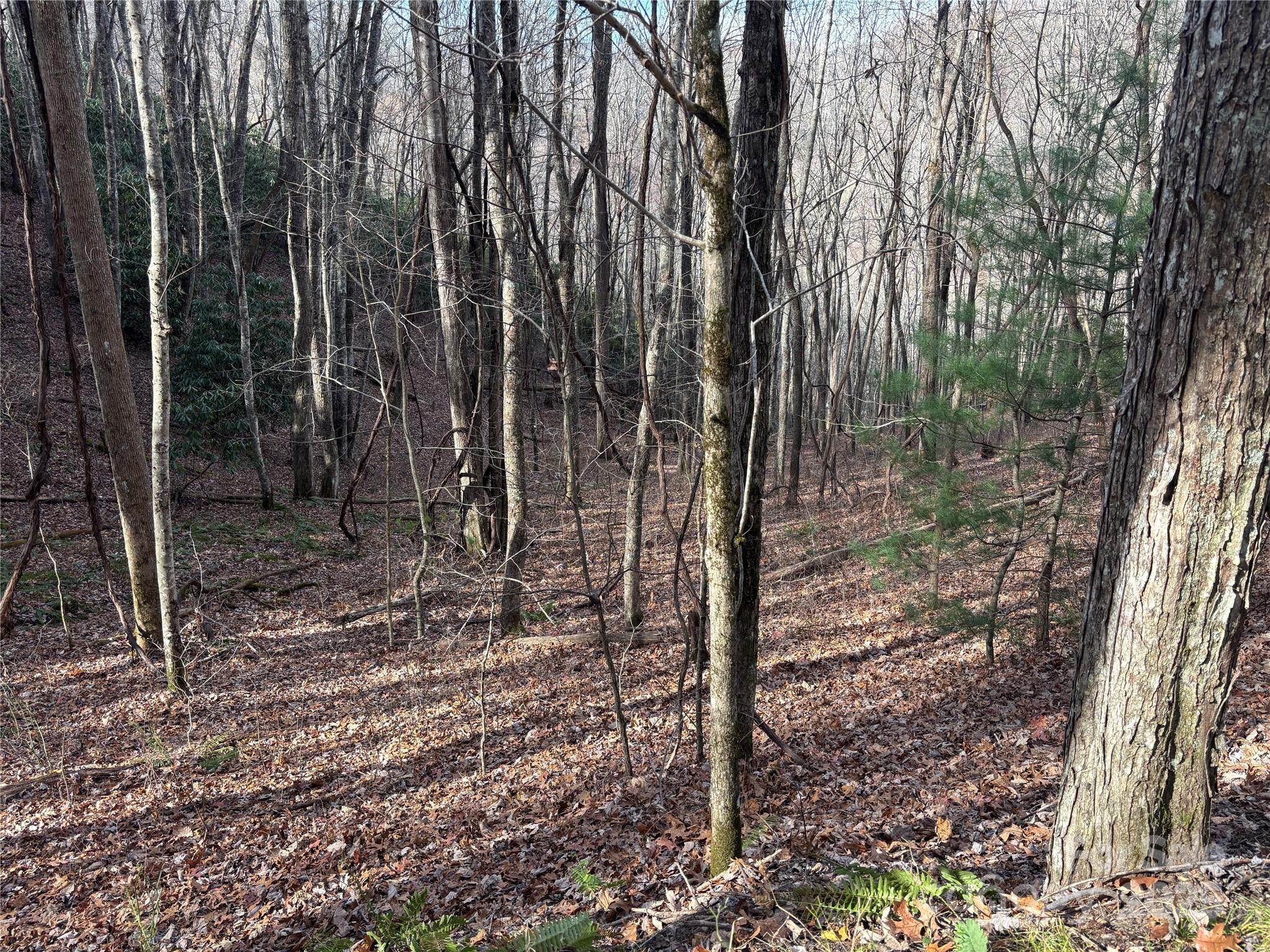 Lot 5 Mt Tabor Road Topton, NC 28781 - Photo 8 of 20 a view of a forest