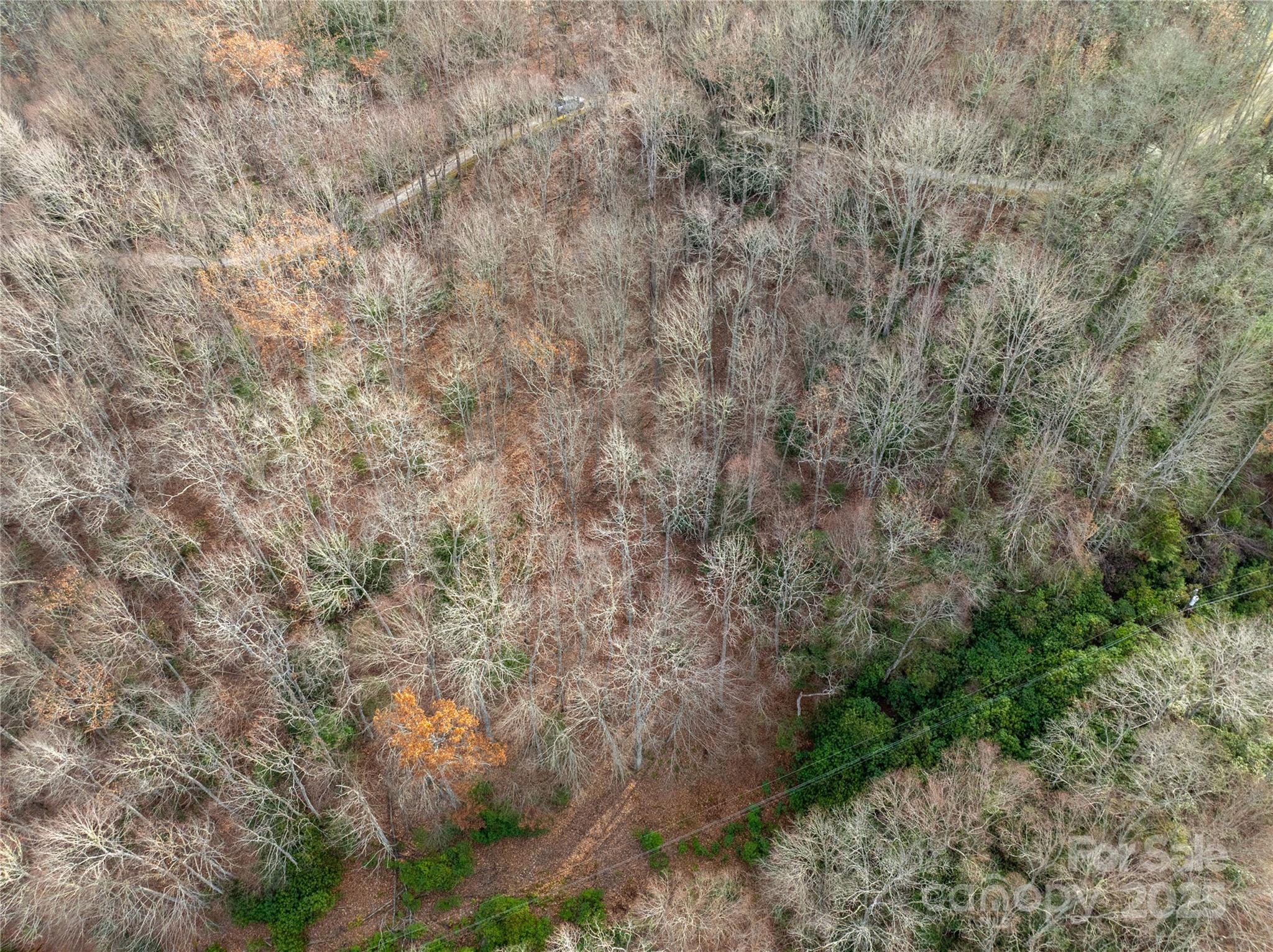 Lot 5 Mt Tabor Road Topton, NC 28781 - Photo 10 of 20 a view of a forest with large trees