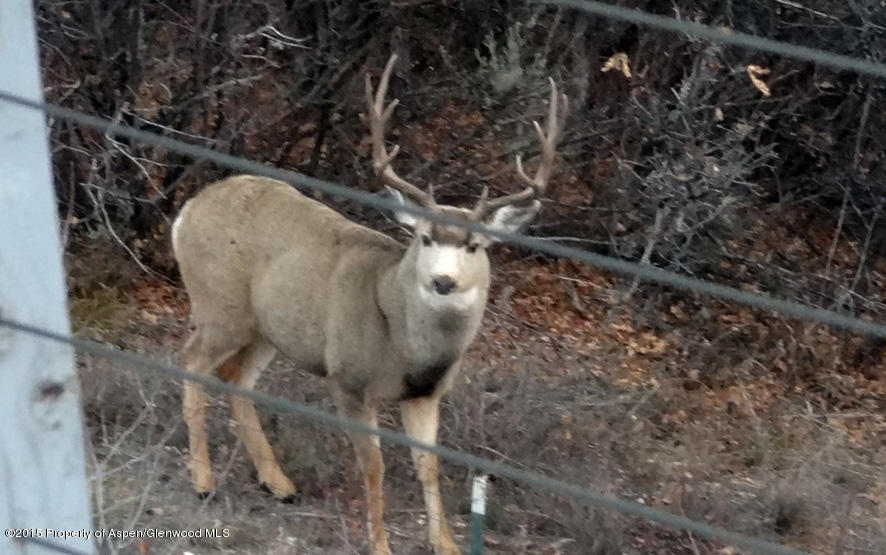824 Sinclair Road Snowmass Village, CO 81615 - Photo 33 of 33 Deer