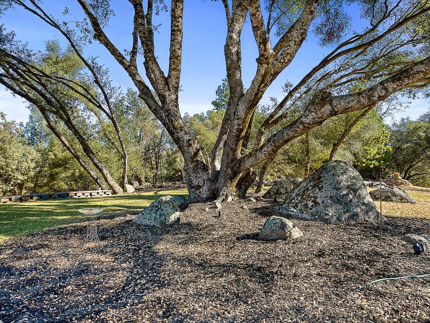 3102 Squirrel Hollow Mount Aukum, CA 95656 - Photo 29 of 51 a view of a yard with large trees