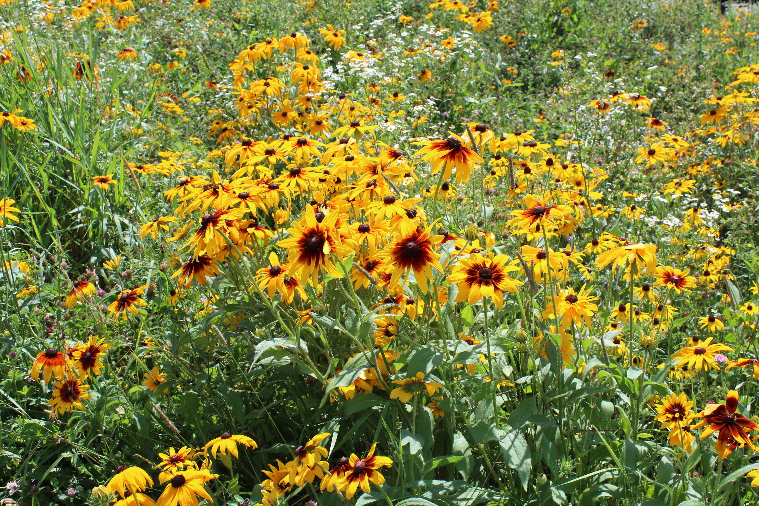 322 Edwards Road Jackson, ME 04921 - Photo 59 of 61 IMG_1084