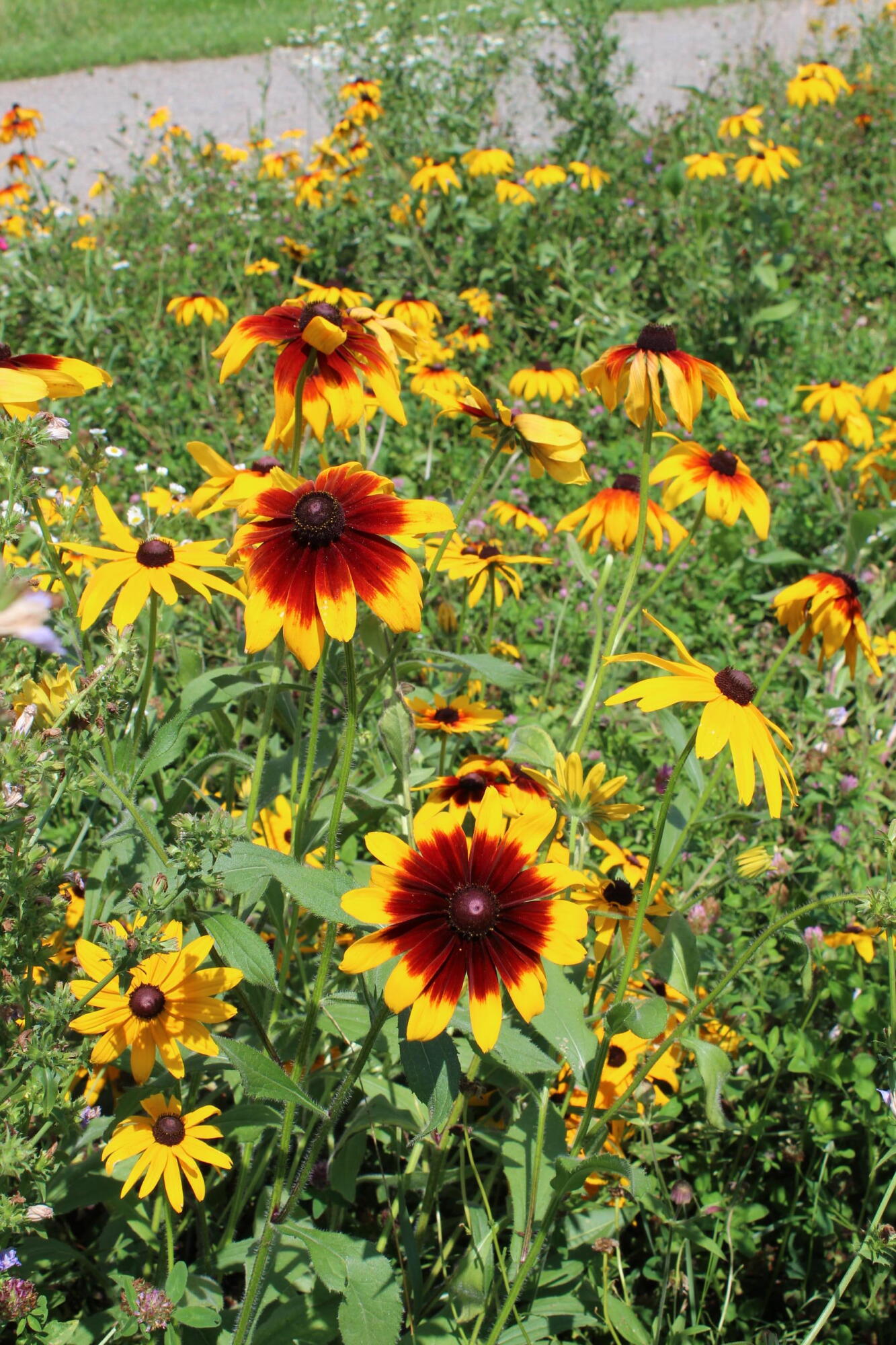 322 Edwards Road Jackson, ME 04921 - Photo 60 of 61 IMG_1087