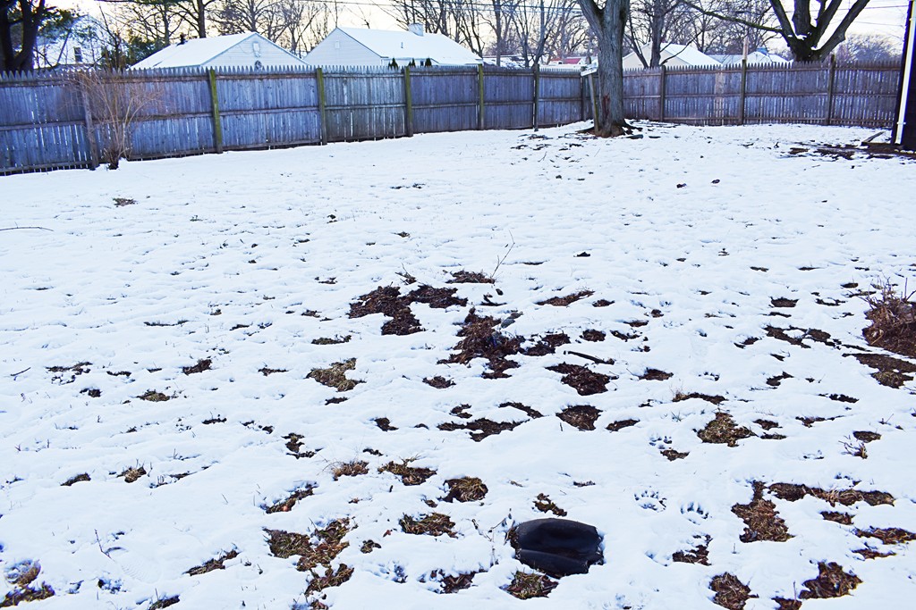 5 Ansara Street Springfield, MA 01104 - Photo 14 of 14 a view of a yard