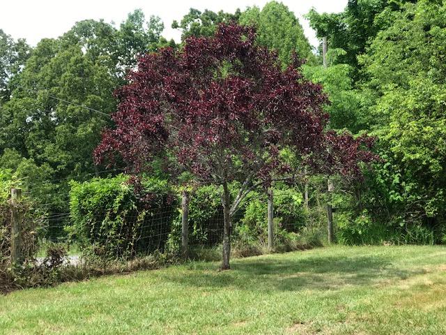 243 Elmer Walker Road Jonesborough, TN 37659 - Photo 9 of 11 # 11