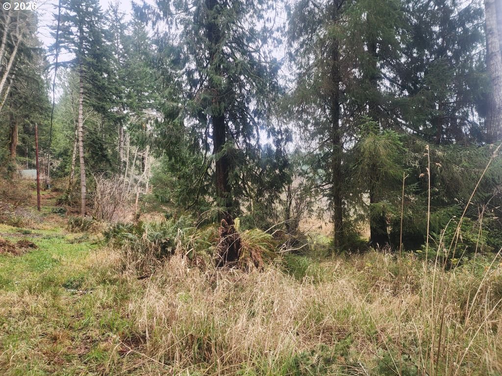 3117 South Tenmile Lakeside, OR 97449 - Photo 22 of 33 a view of bushes and trees