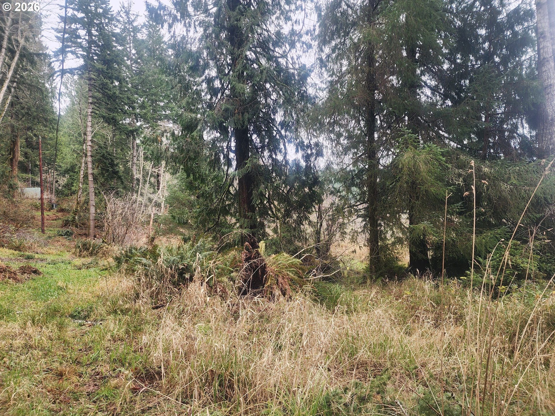 3117 South Tenmile Lakeside, OR 97449 - Photo 23 of 33 a view of forest