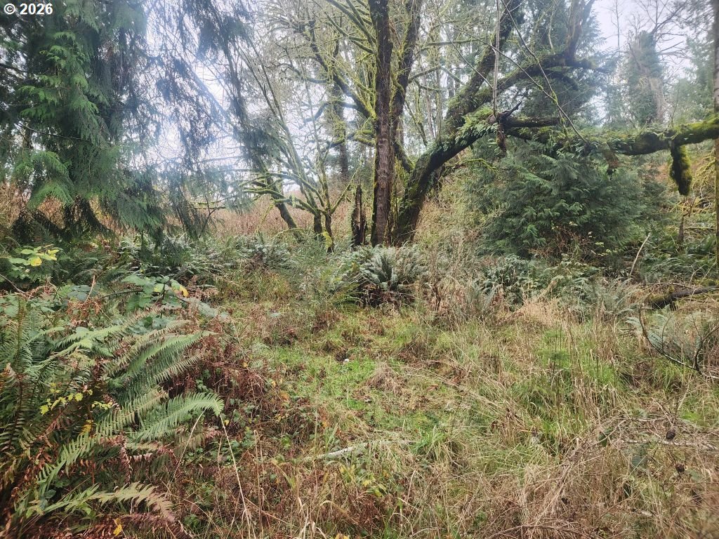 3117 South Tenmile Lakeside, OR 97449 - Photo 24 of 33 a view of a yard with a tree