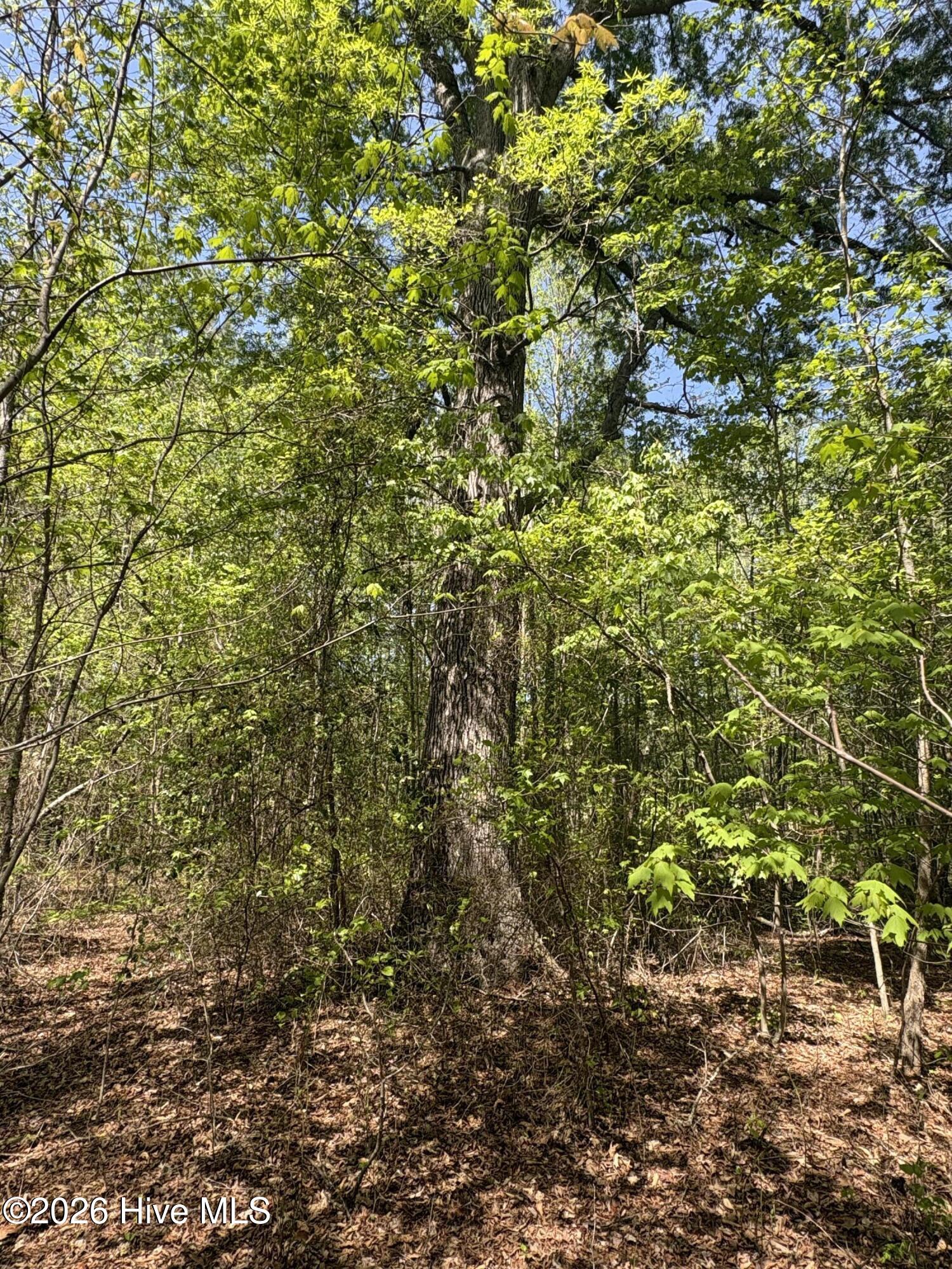 7818 McGregor Road Nashville, NC 27856 - Photo 62 of 65 IMG_2432