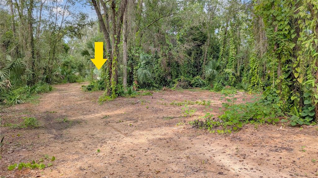 25212 Luke Street Christmas, FL 32709 - Photo 8 of 26 a view of a park with trees