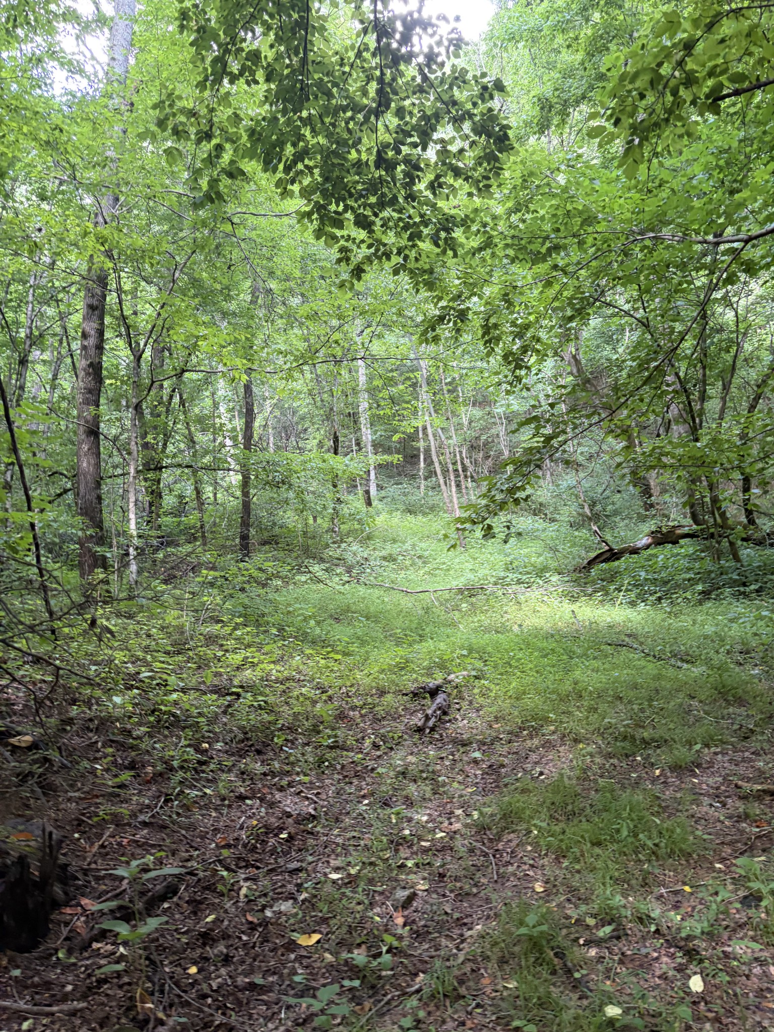 0 Kelso-Smithland Road Kelso, TN 37348 - Photo 17 of 45 a big yard with lots of green space and deers