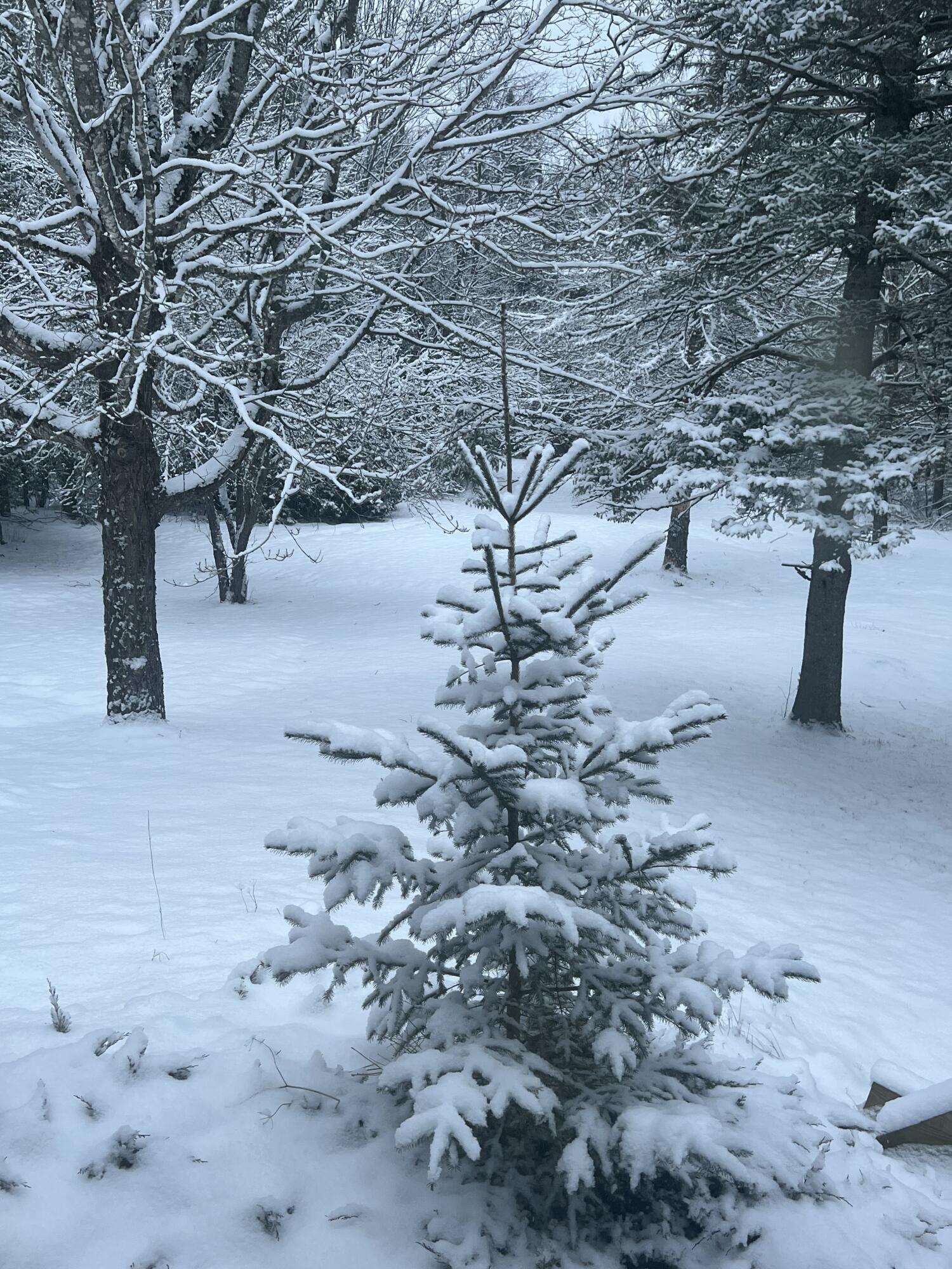 212 Timoney Lake Road Smyrna, ME 04780 - Photo 45 of 50 Winter in the "County"
