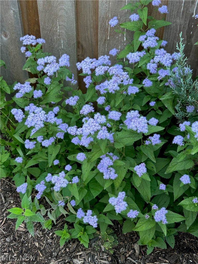 2556 Channing Road Cleveland, OH 44118 - Photo 31 of 34 View of spectacular perennial garden flowers