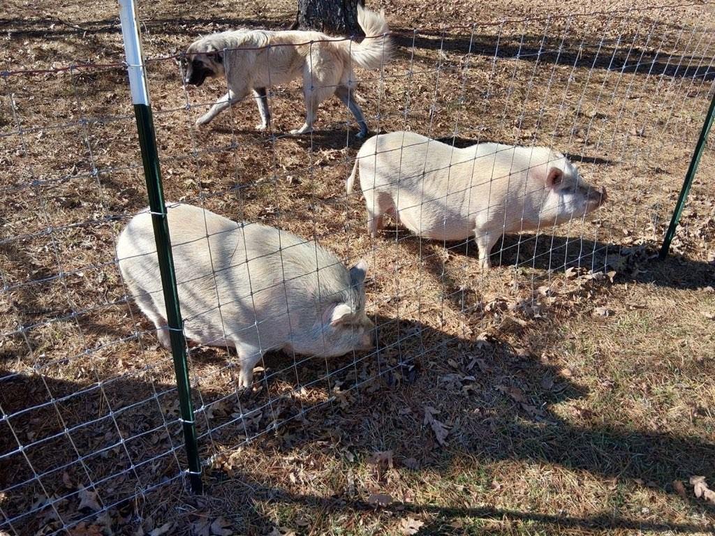 1555 Lower River Road Covington, GA 30016 - Photo 88 of 90