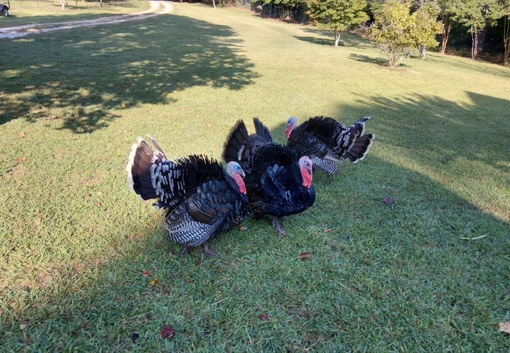 1555 Lower River Road Covington, GA 30016 - Photo 89 of 90